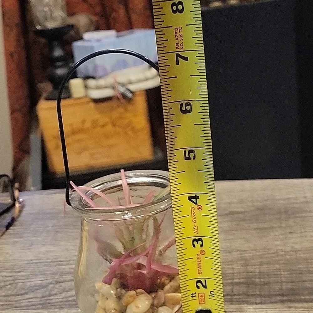 5 For 25.00/Plant In Lantern/ EUC/ Air Plant/ Artificial/ Cute